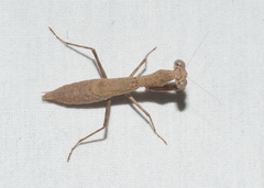 Callimantis