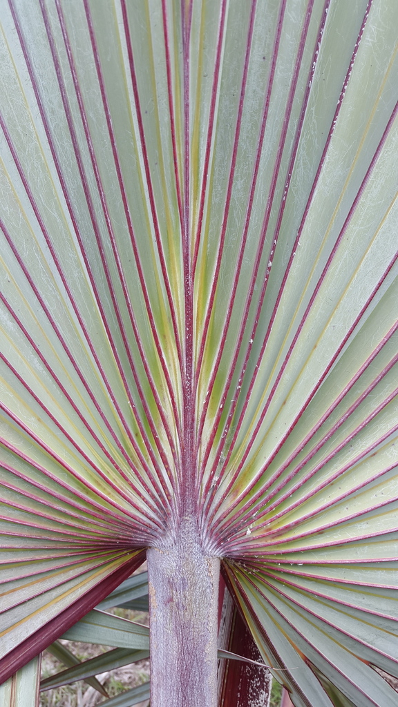 latan palms