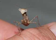 Callimantis