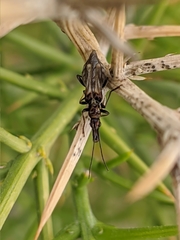 Oedemera basalis