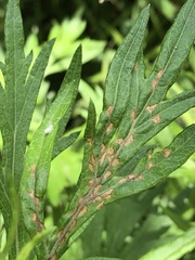 Poecilocapsus lineatus