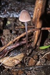 Mycena austrofilopes