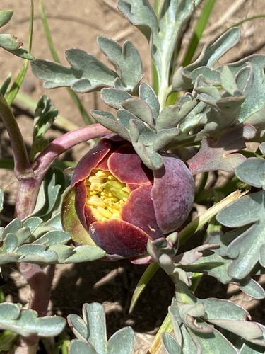 Brown's peony (Paeonia brownii)