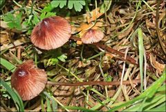Mycena kuurkacea
