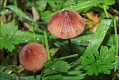 Mycena kuurkacea