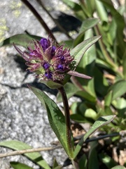 Penstemon washingtonensis