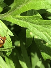 Deraeocoris ruber