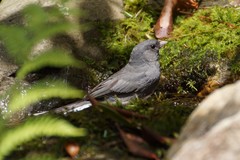 Junco hyemalis carolinensis