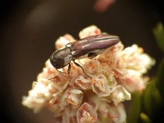 Agrilus blandus