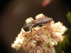 Agrilus blandus