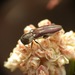 photo of (Agrilus blandus)