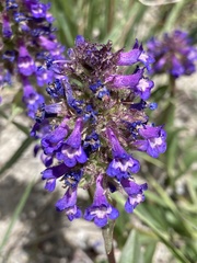Penstemon washingtonensis