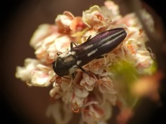 Agrilus blandus