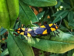 Oncopeltus varicolor