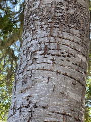 Sphyrapicus ruber