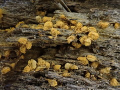 Hemitrichia abietina