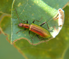 Arthromacra robinsoni