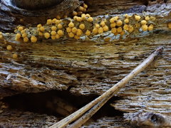 Hemitrichia abietina