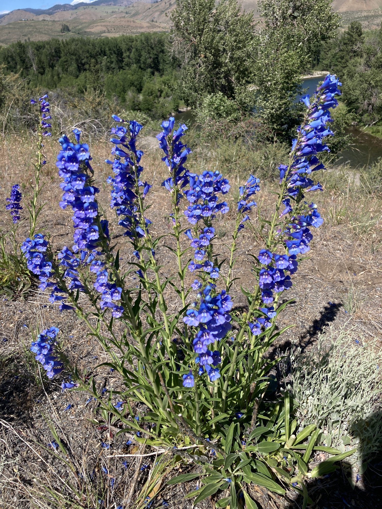 Penstemon speciosus