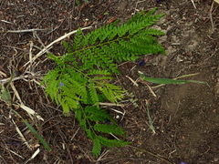 Jacaranda obtusifolia