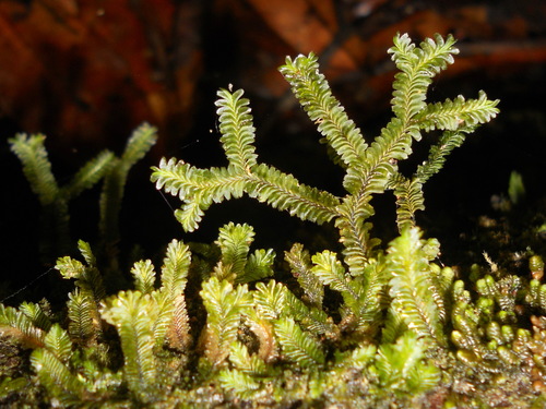 Plagiochila adianthoides