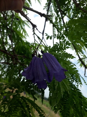 Jacaranda obtusifolia