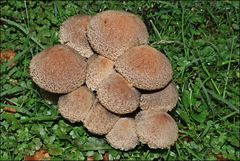 Lacrymaria asperospora