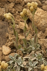 Antennaria rosea confinis