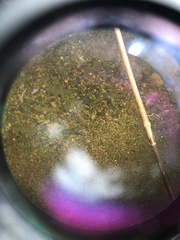 Pimelodella chagresi