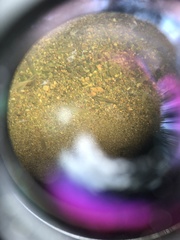 Pimelodella chagresi