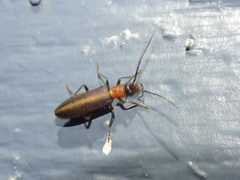 Oxycopis mimetica
