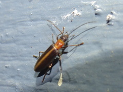 Oxycopis mimetica