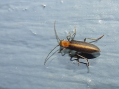 Oxycopis mimetica
