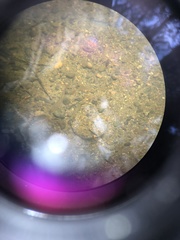 Astyanax panamensis