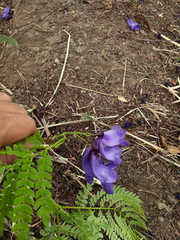 Jacaranda obtusifolia