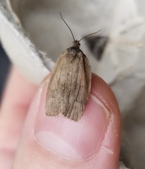 Choristoneura conflictana