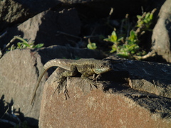 Tropidurus catalanensis