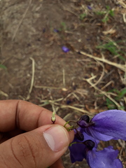 Jacaranda obtusifolia