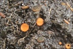 Cheilymenia coprinaria