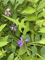Vicia amurensis