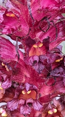 Orobanche foetida