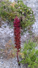 Orobanche foetida