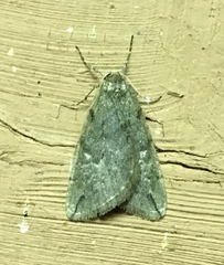 Paleacrita merriccata