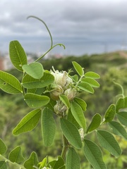 Vicia amurensis