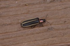 Photinus carolinus