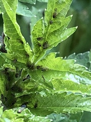 Cavariella aegopodii