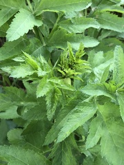 Cavariella aegopodii