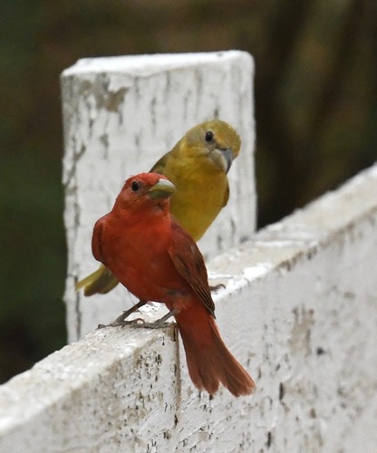 Summer Tanager, photo 5 of 10