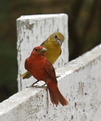 Summer Tanager photo 6