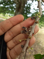 Pera arborea